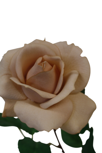 Real Touch Tea Rose - Dusty Brown