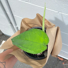 Load image into Gallery viewer, Plant - Syngonium Chrapence
