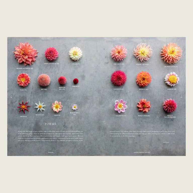 Book - Discovering Dahlias - Floret Farm's