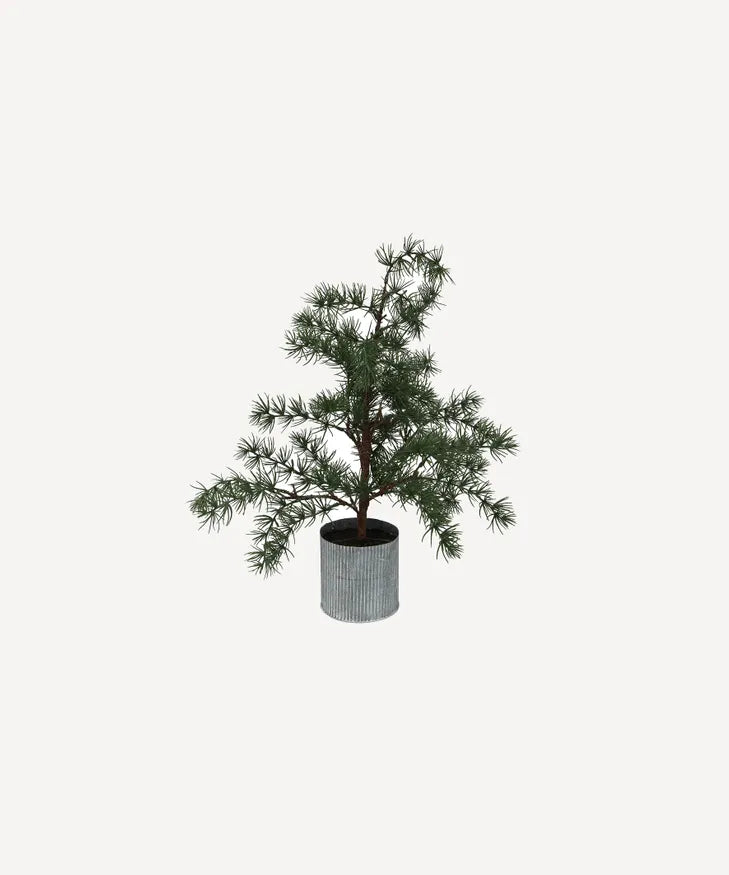 Fir Tree - Potted