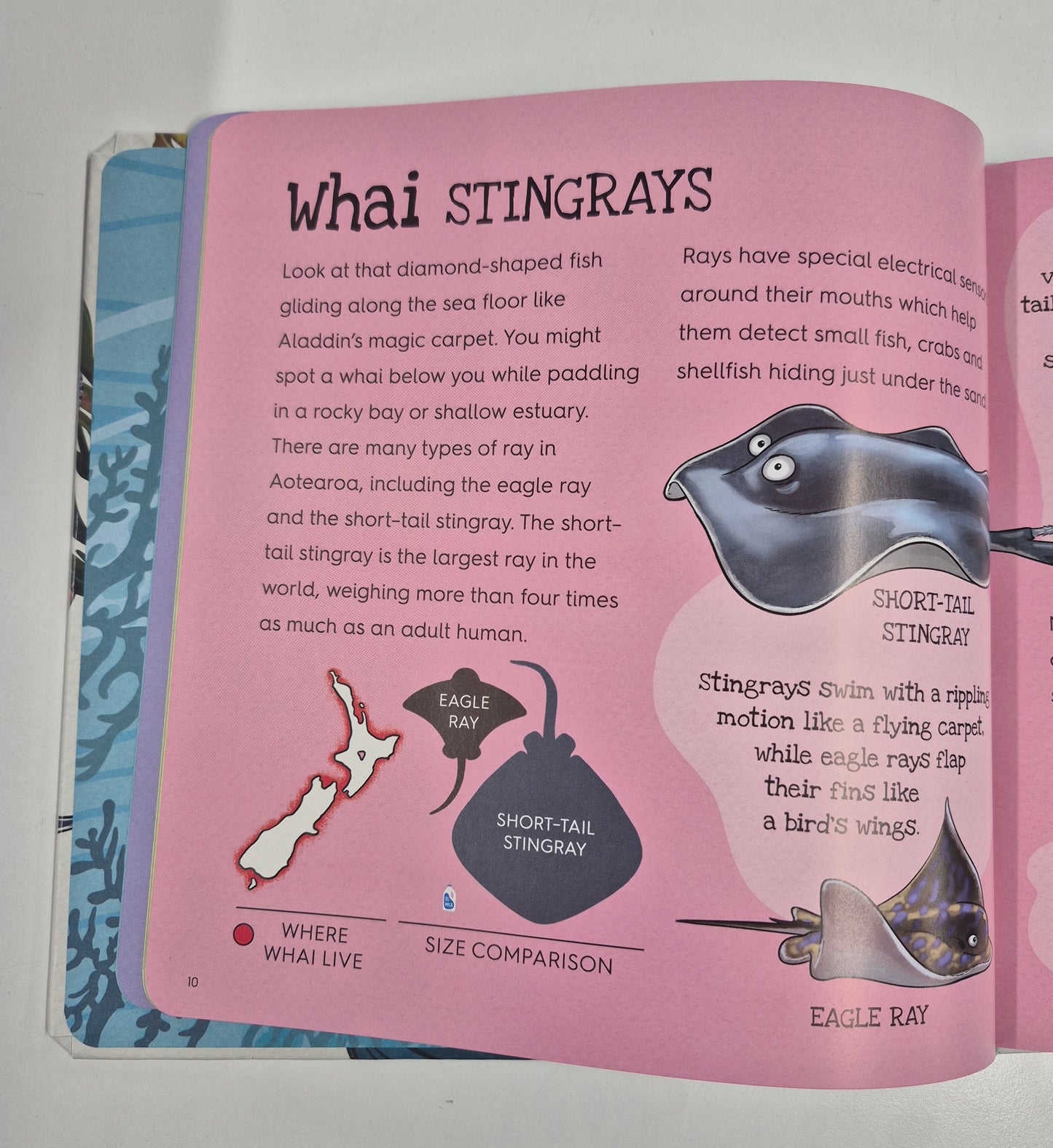 Book - Splash! by Donovan Bixley